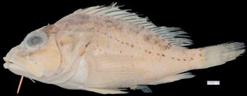 Media type: image;   Ichthyology 157330 Aspect: lateral,description